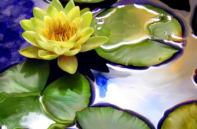 Lotus, Water Lily